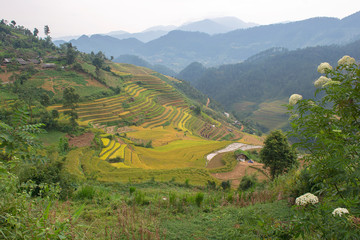 Green, brown, yellow and golden rice terrace fields in Mu Cang Chai, Northwest of Vietnam
