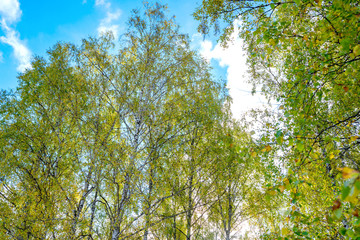 Fototapeta premium Summer scene in a birch forest lit by the sun. Summer landscape with green birch forest. White birches and green leaves