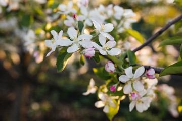 spring
