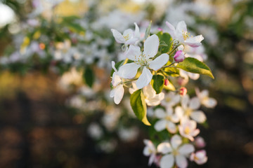 spring