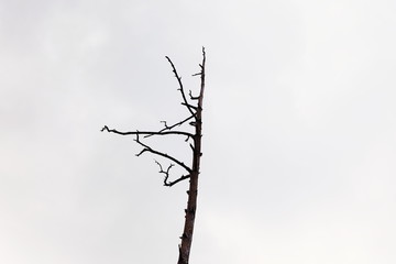Gloomy and depressive view of the lonely dead tree in front of the dark autumn sky