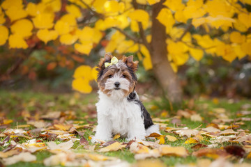 dog yorkshire terrier puppy