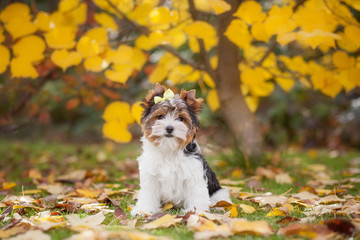 dog yorkshire terrier puppy