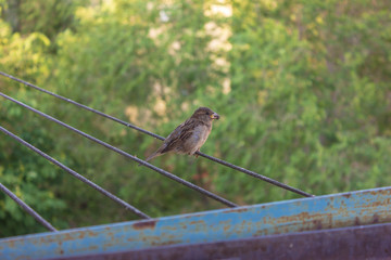 sparrow on the balcony - 294798073