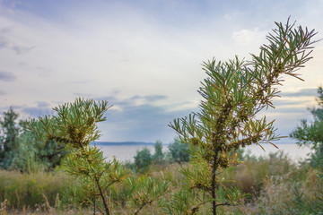 Obraz na płótnie Canvas sea buckthorn bushes
