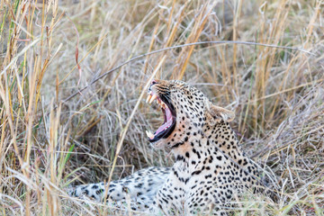 female leopard yawning
