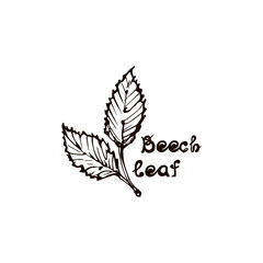 Hand Drawn Beech Leaves with Handwritten Text