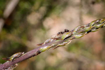 Ant on wild asparagus close up