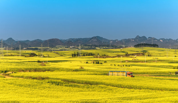 Panoramic view of yellow rapeseed flowers Field with blue sky at Luoping County, China
