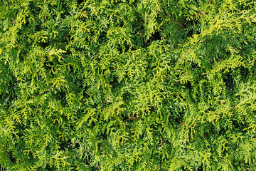 Hecke aus dem Lebensbaum, Thuja