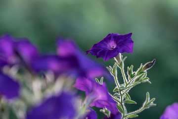 Purple Petunia flowers  in the garden with blur background