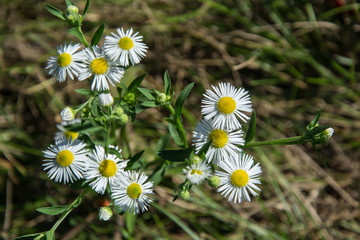 Chamomile field flowers. Daisies in sun light. Beautiful nature background with medical chamomiles in bloom. Natural spring background, blooming flower in meadow