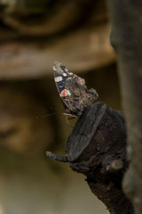 Beautiful butterfly Urticaria landed on branch of a tree, natural blurred background, orange-brown butterfly, autumn scene, insect on a tree
