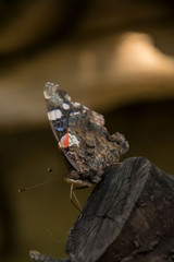 Beautiful butterfly Urticaria landed on branch of a tree, natural blurred background, orange-brown butterfly, autumn scene, insect on a tree