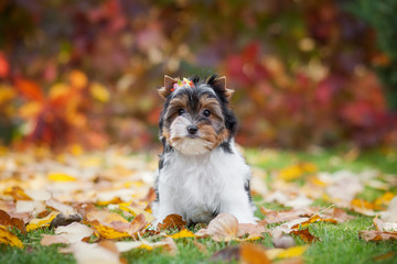 dog yorkshire terrier puppy