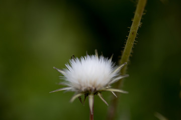 macro plants made in their habitat