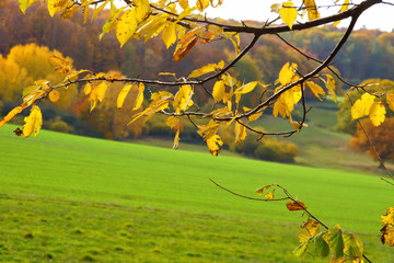 Kirschbaumzweig im Herbst an einer Wiese am Waldrand