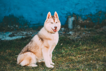 Young Funny White Husky Puppy Dog With Blue Eyes Play Outdoor