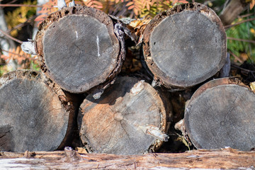 Old logs.