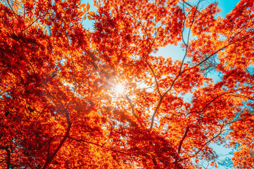 Autumn Sun Shining Through Canopy Of Tall Maple Tree Wood. Sunlight In Forest, Summer Nature. Upper Branches Of Deciduous Trees Background