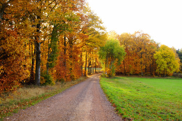 gelber Laubwald, Feldweg und Wiese im Herbst im Hunsrück