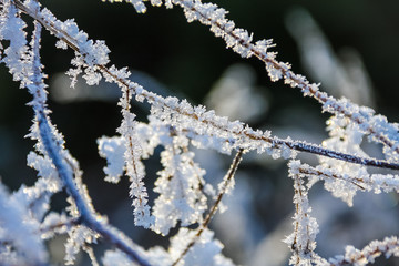 Winterliche Pflanzen Gräser