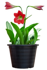 Red hippeastrum or amaryllis flower in black plastic pot isolated on white background included clipping path. 