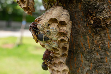 Wasp nest on the tree