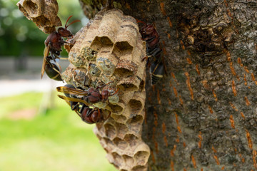 Fototapeta premium Wasp nest on the tree