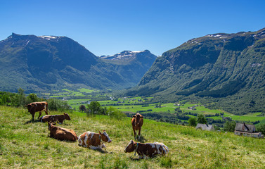 Fototapeta na wymiar Cows with a view, Breim - Norway