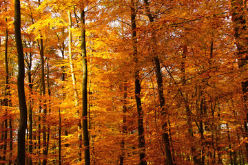 gelber Herbstwald im Sonnenschein bei Enkirch an der Mosel