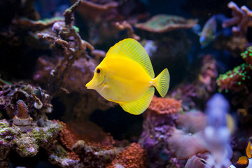 Fototapeta na wymiar Zebrasoma flavescens in Home Coral reef aquarium. Selective focus. 