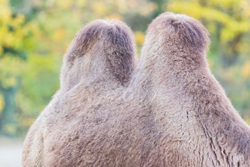 dromedary with his two humps in wild life