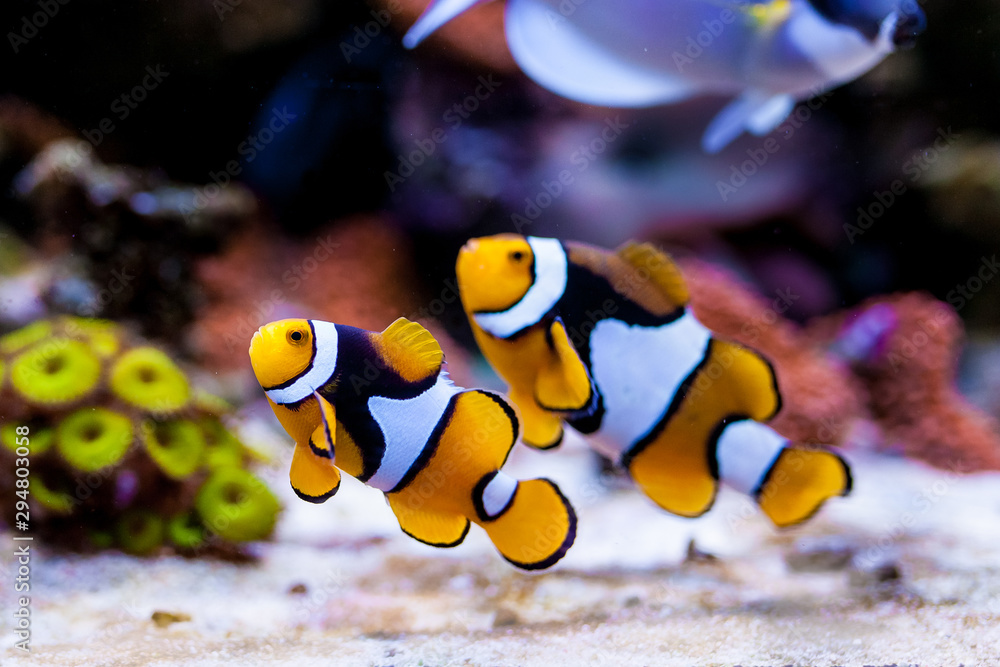 Wall mural Nemo fish. Amphiprion in Home Coral reef aquarium. Selective focus. - Wall murals