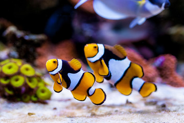 Fototapeta na wymiar Nemo fish. Amphiprion in Home Coral reef aquarium. Selective focus.