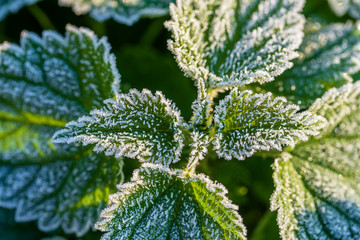 Green leaves of nettle in the first frost, close up. Green leaves of nettle with hoarfrost after the first morning frost
