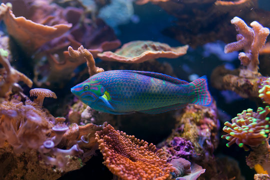 Halichoeres melanurus in Home Coral reef aquarium. Selective focus.