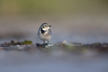 A juvenile white wagtai (Motacilla alba) resting and foraging during migration on the beach of Usedom Germany.