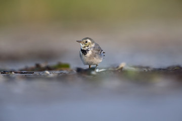 A juvenile white wagtai (Motacilla alba) resting and foraging during migration on the beach of Usedom Germany.