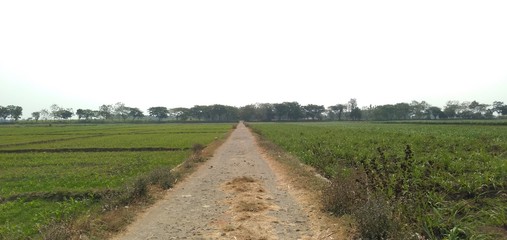 Fototapeta premium rural road in the field