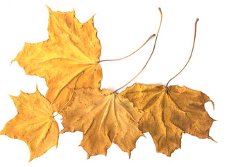Maple leaves on white background, isolated