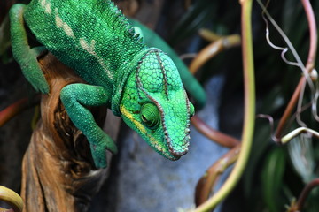 tropical reptiles in a terrarium