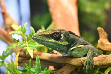 tropical reptiles in a terrarium