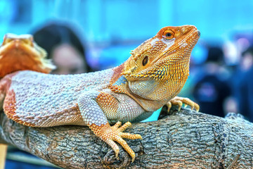Bearded dragon lizard is a popular pet in Thailand.