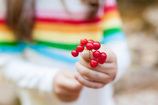 Little child girl holding a rowan branch in her hands. focus on the foreground. Seasonal Autumn Berries