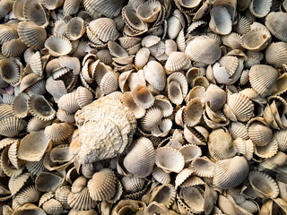 Many kinds of natural sea sheels. It can be used for decoration of sea items.