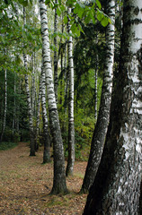 Fototapeta premium Birch alley in the autumn forest