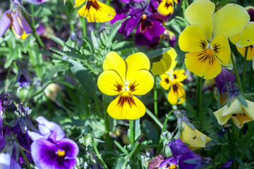 Yellow Pansies flowers growing in spring garden