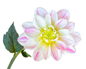 Beautiful Dahlia with plant stem and green leaf isolated on white background, including clipping path. 