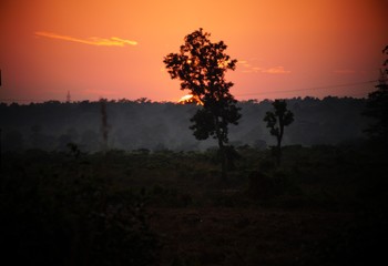 silhouette of a tree at sunset
